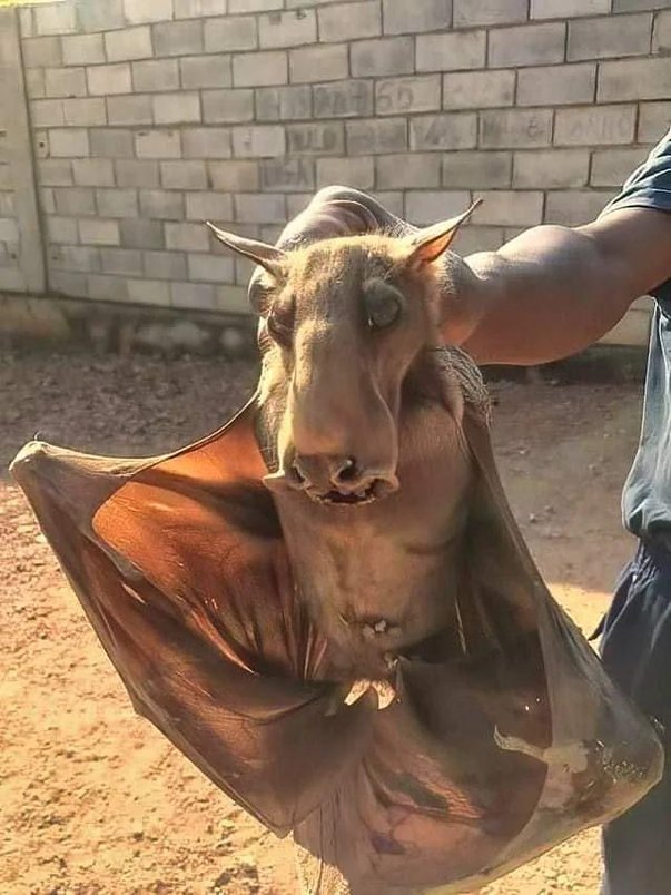 The hammer-head bat is the largest bat in Africa, famous for its wild hammer-shaped snout that helps it amplify its booming mating calls