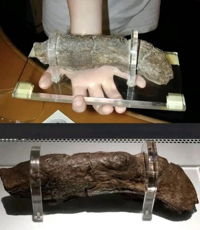 Check out the world's largest known human coprolite (aka fossilised poo) left behind by a Viking. It’s 20 cm (8 inches) long.
