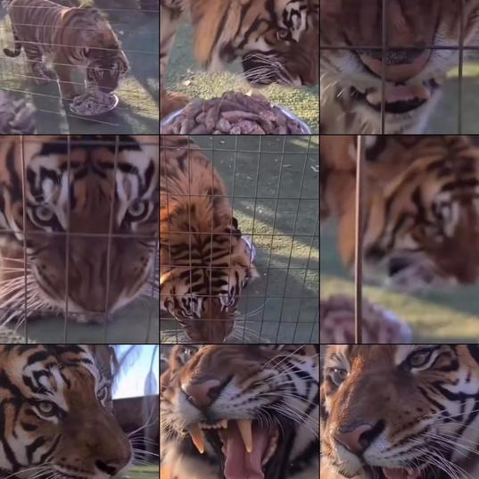 Close up of a tiger roar. I did not