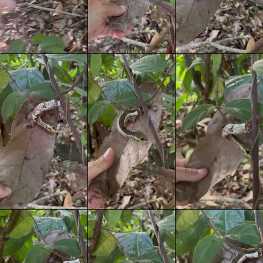 Camouflage taken to the extreme... this