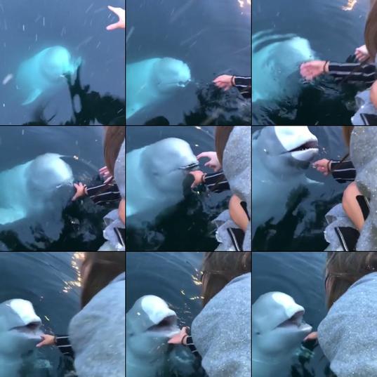 A Beluga Whale known as Hvaldimir brings