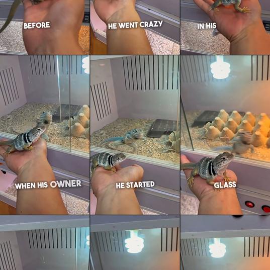 Male lizard goes into meltdown seeing a