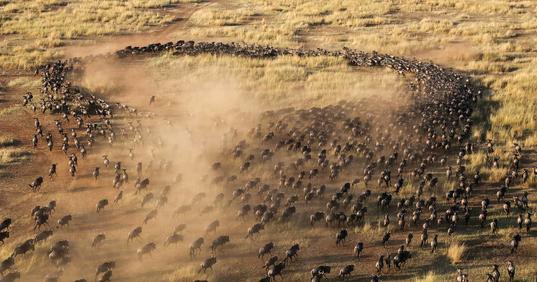 Experience the Great Wildebeest Migration in Masai Mara National Reserve, Kenya