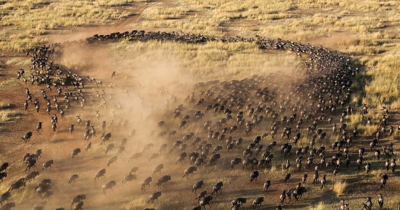 Experience the Great Wildebeest Migration in Masai Mara National Reserve, Kenya