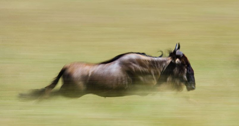 Experience the Great Wildebeest Migration in Masai Mara National Reserve, Kenya
