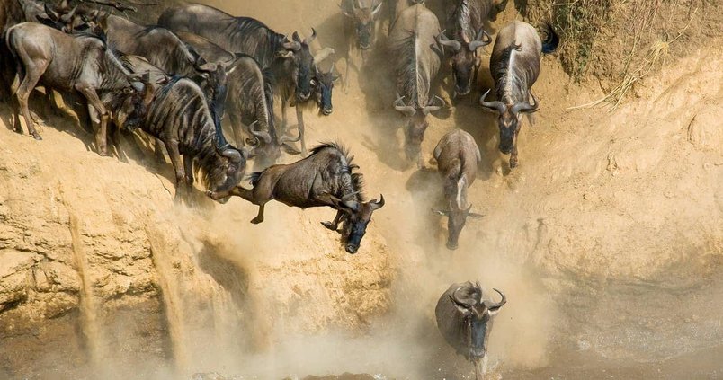 Experience the Great Wildebeest Migration in Masai Mara National Reserve, Kenya